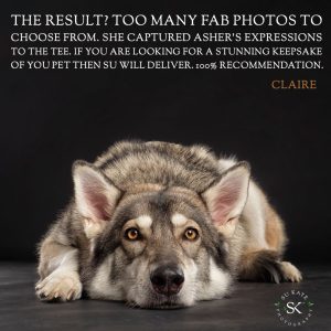 Testimonial Review Pet Portrait CHAPMAN Northern Inuit Malamute 1 A dog with gray and white fur lies on a dark surface, looking directly at the camera. Text above promotes a pet photographer with a customer testimonial. The logo "Su Kaye Photography" is in the corner.