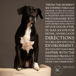 Testimonial Review Pet Portrait COLEMAN Mixed Breed Dog 1 A black dog sits on a cream-colored chair against a dark background. Text to the right includes a customer testimonial praising a photographer named Su for their work with the dog, Buster.