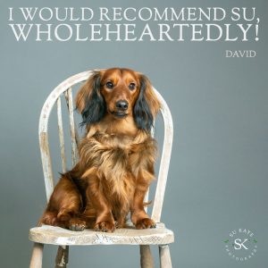 Testimonial Review Pet Portrait FELMAN Long Haired Dachshund 1 A brown dachshund sitting on a worn white wooden chair, with text above stating, "I would recommend Su, wholeheartedly!" and the name "David" below. Photographer's logo is in the corner.