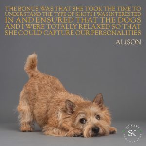 Testimonial Review Pet Portrait HAYES Norwich Terrier 1 A small brown dog lying on a gray surface with front legs extended and head resting between them. Text at the top highlights a testimonial from Alison praising the photographer's understanding and skill.
