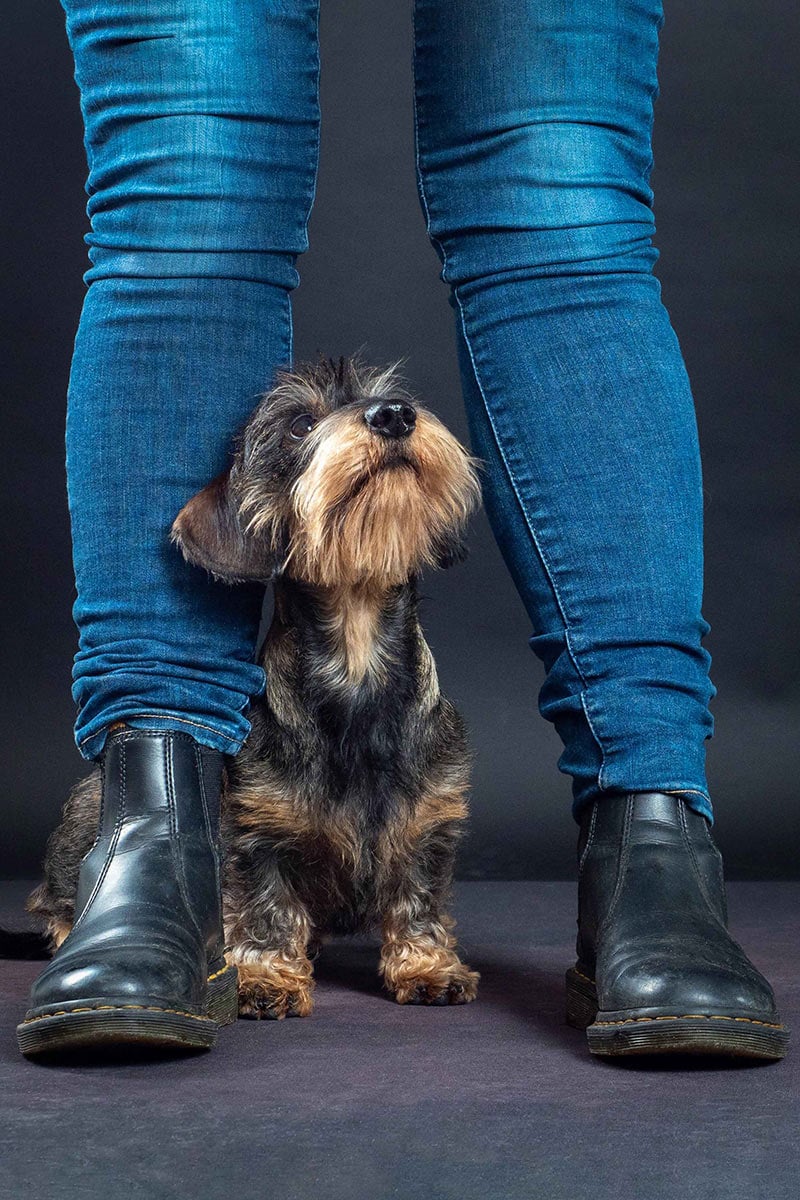Wild-Boar-Midi-Dachshund-Puppy-Dog-01 A small dog with brown and black fur sits between a person's legs, looking up. The person is wearing blue jeans and black boots.